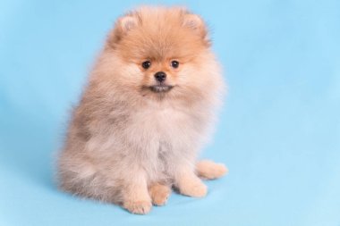 Genç köpek yavrusu kameraya mavi arka plan Spitz bakar