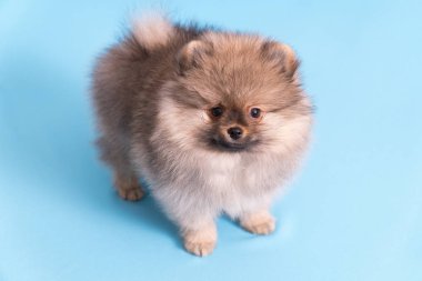 Genç köpek yavrusu kameraya mavi arka plan Spitz bakar