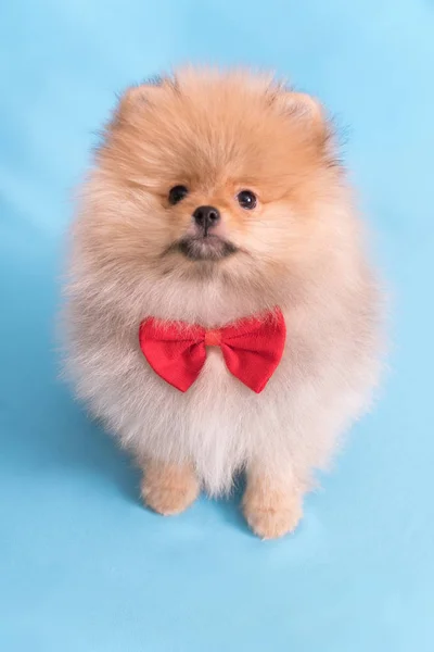Young puppy Spitz with red butterfly looks at the camera, on blue background — Stock Photo, Image