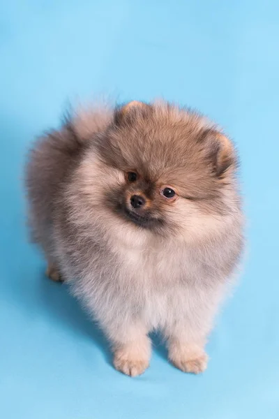 Young puppy Spitz looks at the camera, on blue background — Stock Photo, Image