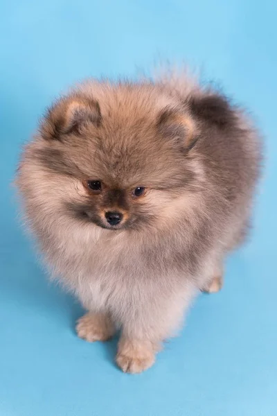 Joven cachorro Spitz mira a la cámara, sobre fondo azul —  Fotos de Stock