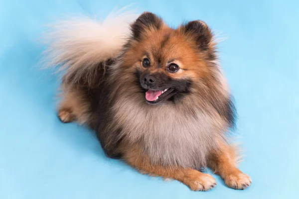 Young Spitz posing on camera, on blue background — Stock Photo, Image