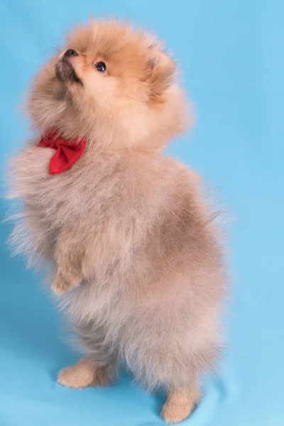 Cachorro joven Spitz con mariposa roja sobre fondo azul Imagen De Stock