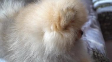 Güzel, güzel ve sevimli Pomeranian köpek yavrusu
