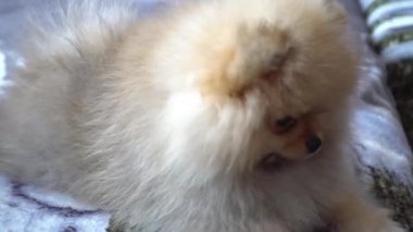 Güzel, güzel ve sevimli Pomeranian köpek yavrusu