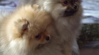 Güzel, güzel ve sevimli Pomeranian köpek yavrusu