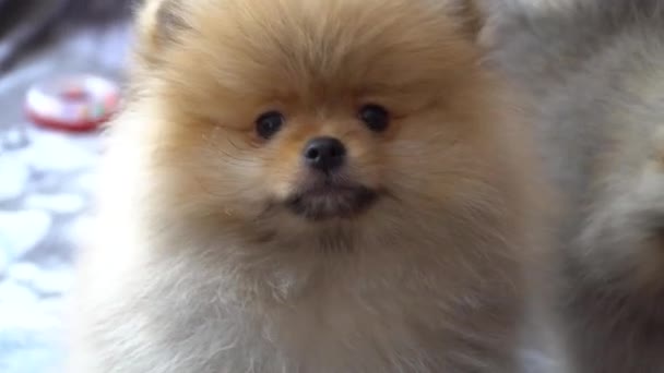 Cachorro de Pomerania encantador, hermoso y lindo — Vídeos de Stock