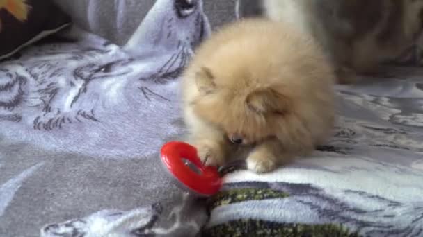 Cachorro de Pomerania encantador, hermoso y lindo — Vídeos de Stock