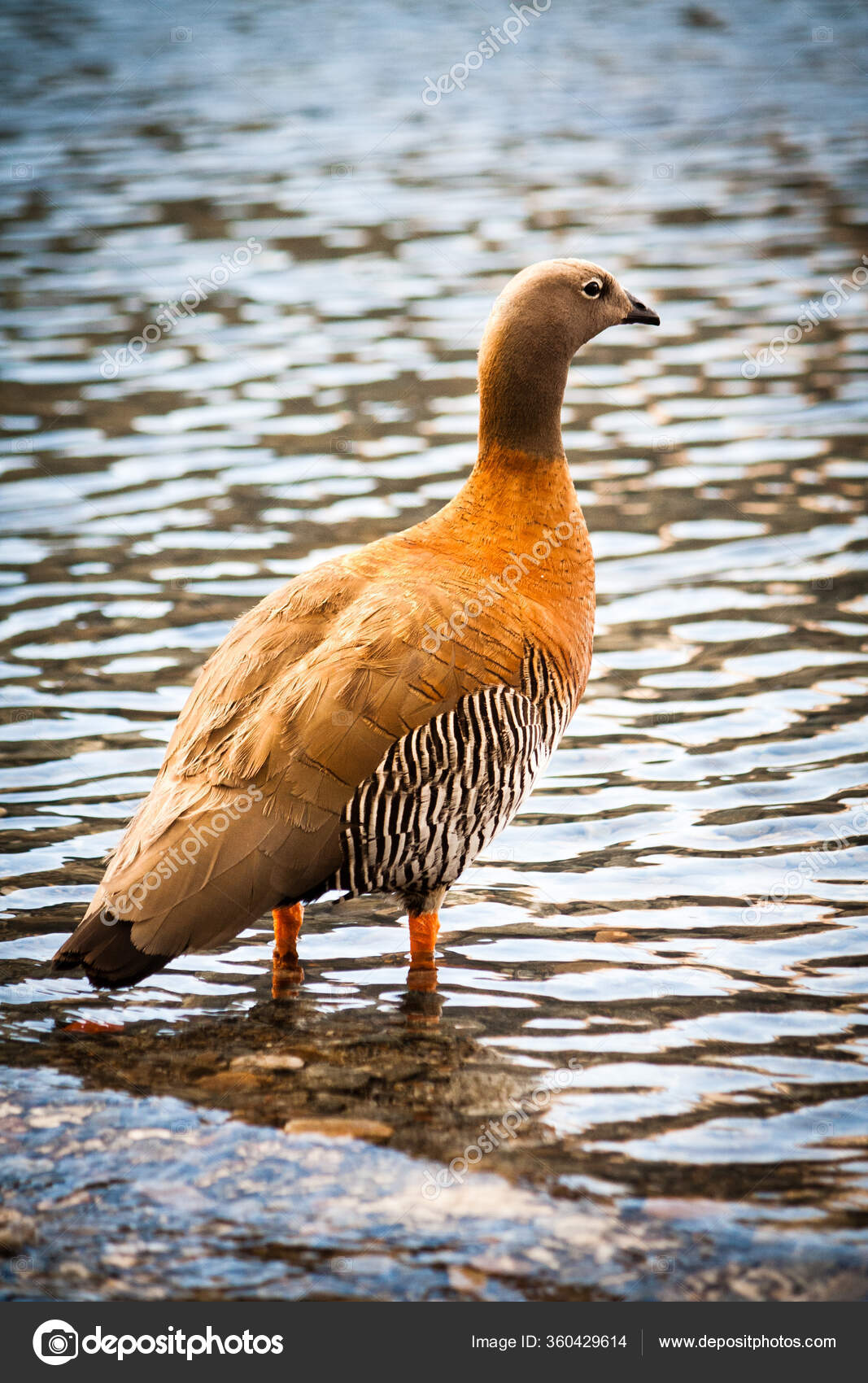 Patagonia goose cheap