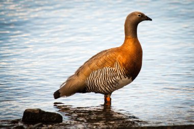 Kül kafalı kaz (cauquen real), Patagonya Arjantin 'de tipik bir kuş. Fotoğraf yazın Gutierrez Gölü 'nde çekildi, Bariloche yakınlarında, Rio Negro, Arjantin.
