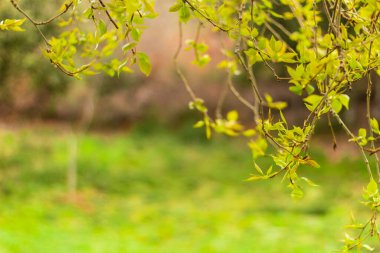 Baharda, arka planda bulanık olan yeşil ve sarı yapraklı ağaç dallarının yakınlaşması. Boşluğu kopyala.