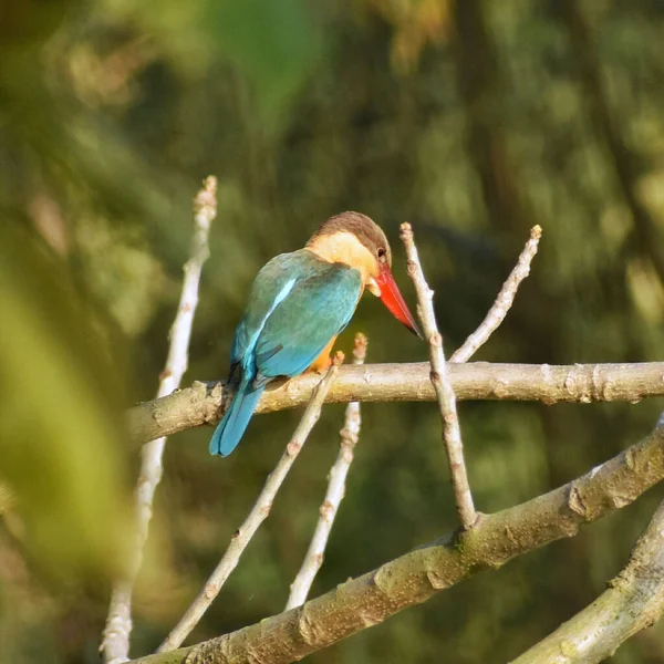 Colorful Stork Billed Kingfisher Sitting Branch Catch Its Prey — Stock Photo, Image