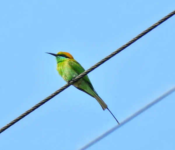 Pássaro Comedor Abelhas Verde Empoleirado Fio Elétrico Procurando Abelha Matar — Fotografia de Stock
