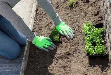 Genç bir kadının eldiveninde iki el çiçek tohumu ekiyor. Kapat ve üst görünüm.