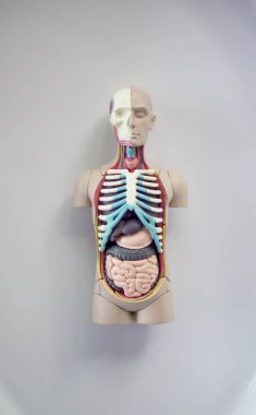 Boneco de estudos medicina Inteiro