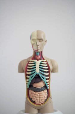 Boneco de estudos medicina frontal