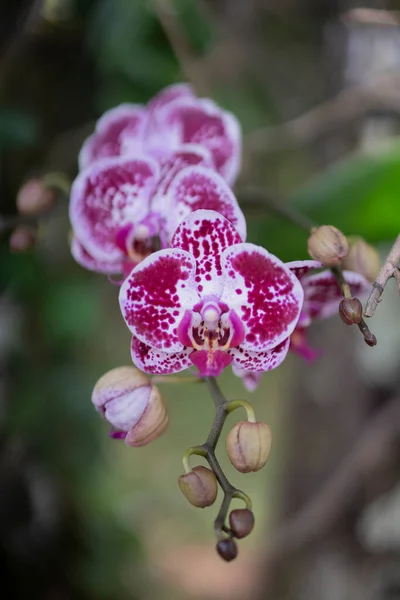 Orchidee Rosa Primavera — Stockfoto