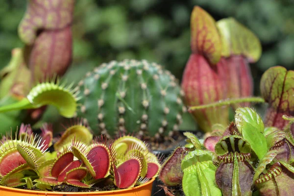 Samenstelling Exotische Planten Cactus Dionaea Sarracenia Drosera Cephalotus Follicularis — Stockfoto