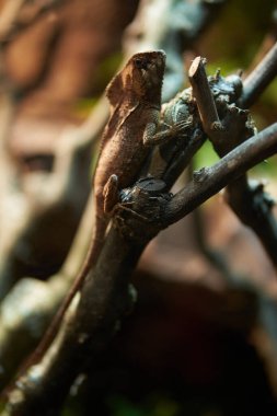 Bir ağaç dalında yatan bukalemun kertenkelesi.