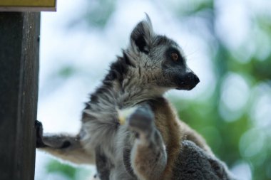 Lemur elinde bir meyveyle geriye bakıyor