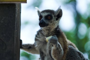 Lemur meyve yiyen bir besleyicide