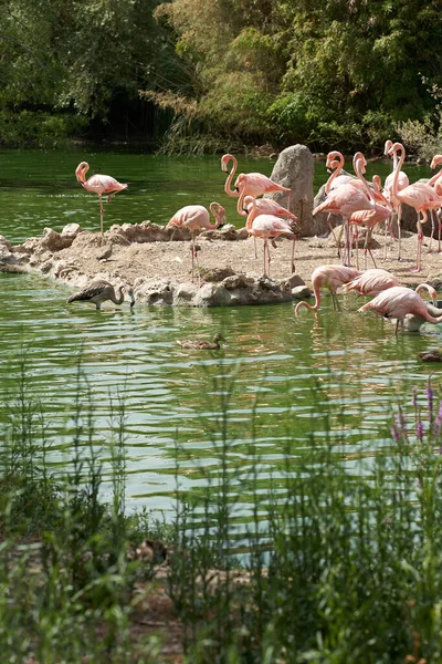 Group of pink flamingos in the lake with ducks, trees and foliage
