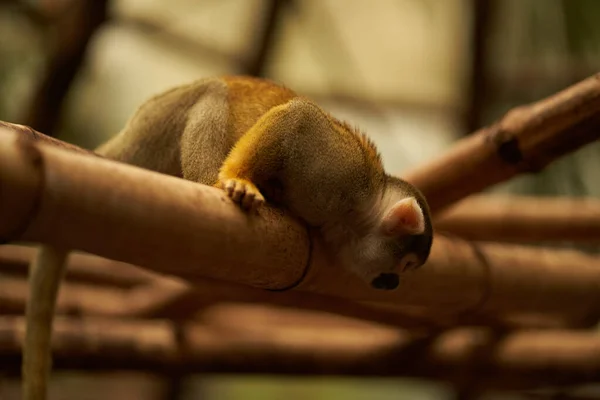 Macaco Saimiri Olhando Para Baixo Tronco Bambu — Fotografia de Stock