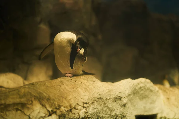 Penguin Scratching Itself Rock — Stock Photo, Image