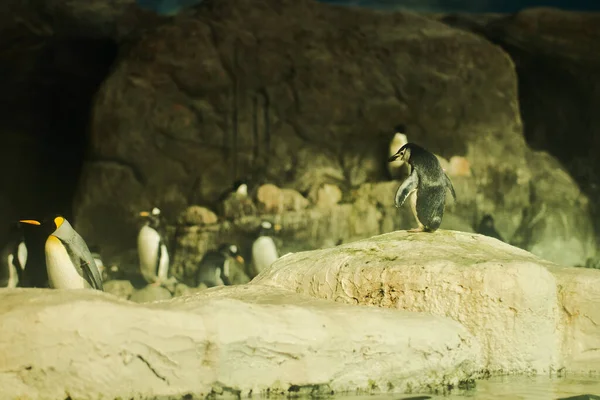 Group Penguins Rock — Stock Photo, Image