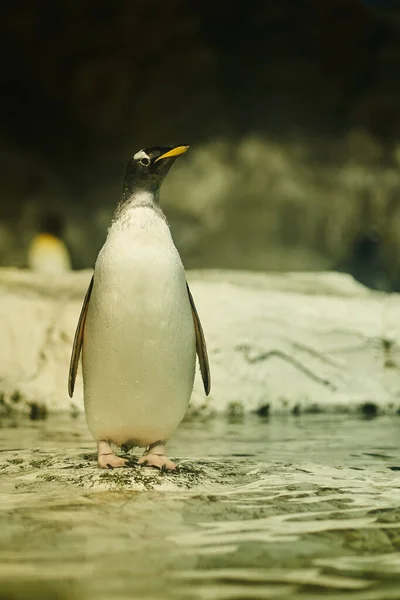 Портрет Пингвина Скалами Позади — стоковое фото