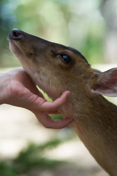 One Person Petting Baby Mazama Deer — Stock Photo, Image