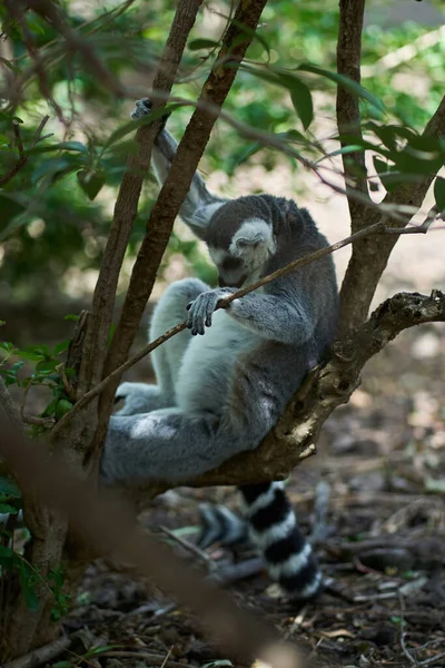 Lemur Durmiendo Árbol Con Las Manos Sosteniendo Las Ramas Cabeza — Foto de Stock