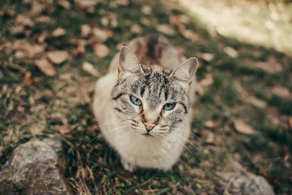Kahverengi Kedi Mavi Gözleriyle Yerde Oturuyor — Stok fotoğraf