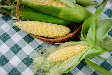 Kabuklu mısır koçanı üzerinde taze toplanmış ve kabuğu alınmış bir mısır kabuğu pişirmeye hazırlanıyor..
