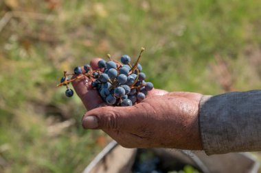 Cabernet Sauvignon 'un el ele tutuşması.