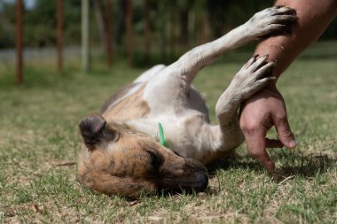 Köpek insan koluyla oynuyor.