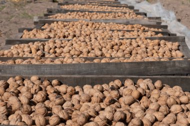 Cevizler güneşte kuruyor.