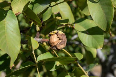 Olgun ceviz bitkinin içinde hasat etmeye hazır