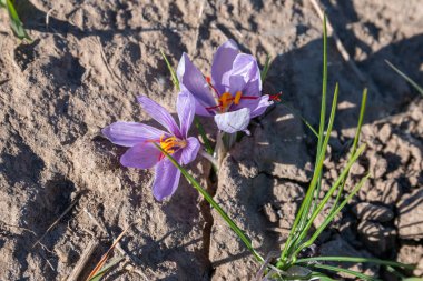 Safran, Crocus sativus çiçeğinden türetilmiş bir baharattır..