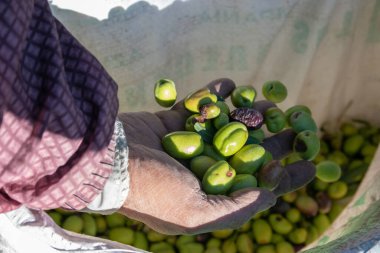 Elinde bir avuç sadece çekilen zeytin tutan bir seçici