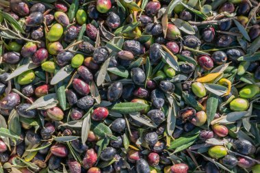 Arkaplan Olarak Birçok Çiğ Zeytin Meyvesi