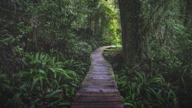 British Columbia, Kanada 'daki Vancouver Adası' ndaki güzel yağmur ormanları ve plajları. Adanın bu kısmına Kanadalılar Hawaii de denir..