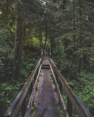 British Columbia, Kanada 'daki Vancouver Adası' ndaki güzel yağmur ormanları ve plajları. Adanın bu kısmına Kanadalılar Hawaii de denir..