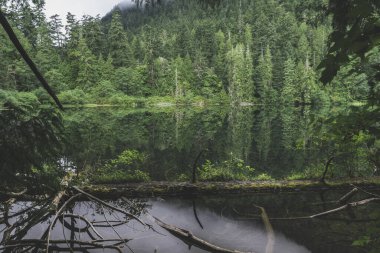 British Columbia, Kanada 'daki Vancouver Adası' ndaki güzel yağmur ormanları ve plajları. Adanın bu kısmına Kanadalılar Hawaii de denir..
