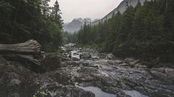 Vackra Regnskogar Och Stränder Vancouver Island British Columbia Kanada Denna — Stockfoto