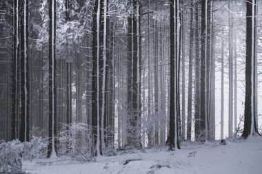 Kar fırtınası sırasında ormanda donmuş ağaçlar