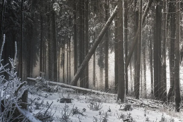 Frozen trees in forest during snow storm.