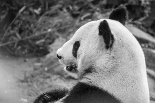 Giant Panda Číny Relaxační — Stock fotografie