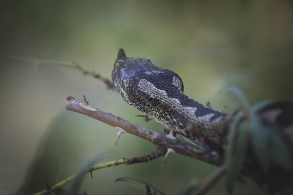 ビティス ナシコルニス Bitis Nasicornis 西アフリカと中央アフリカの森林に生息する毒蛇種である 大きなバイパー その印象的な色と著名な鼻のために知られています — ストック写真