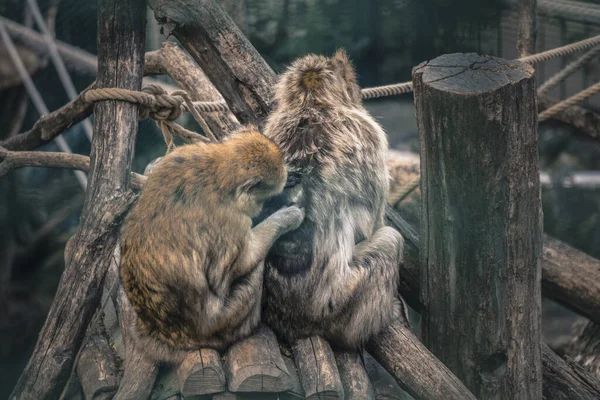 Barbary Macaque Znany Również Jako Barbary Małpa Lub Jest Gatunek — Zdjęcie stockowe